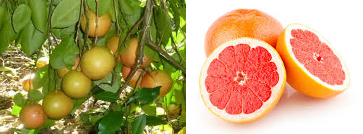 Cây Bưởi chùm. Citrus paradisi Macf - Cây Thuốc Nam Quanh Ta